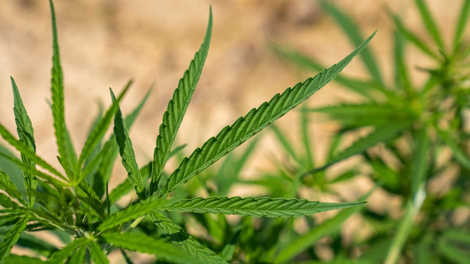 Cânepă industrială vs. marijuana: diferențe botanice, chimice și legale