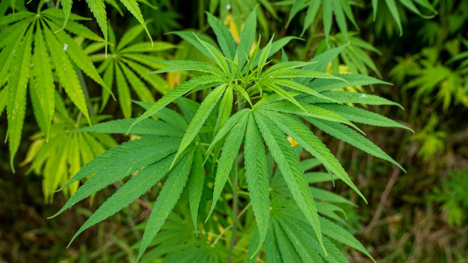 Cânepa (Cannabis sativa): ghid complet — plantă, utilizări, legislație