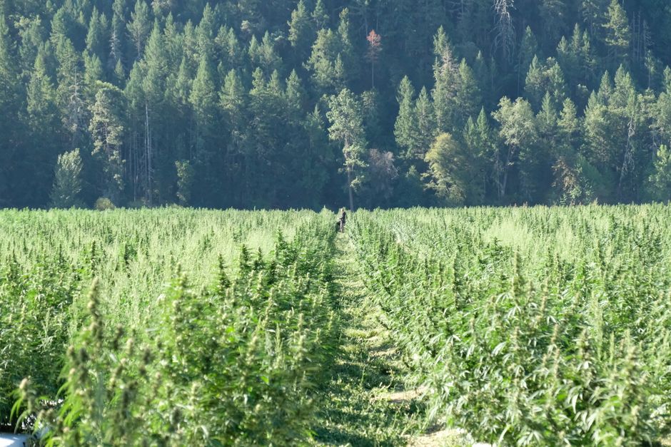 Cultivarea cânepii industriale: autorizații, soiuri și condiții agronomice