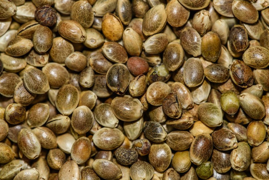 Semințe de cânepă: profil nutrițional și beneficii reale