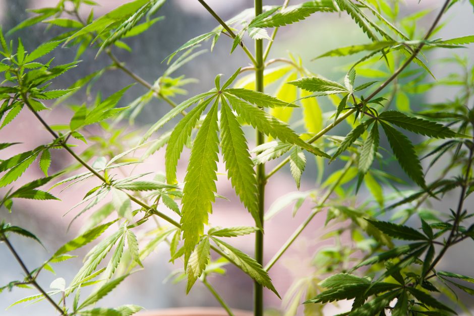 Terpene și cannabinoizi din cânepă: CBD, CBG, THC și efectul de anturaj